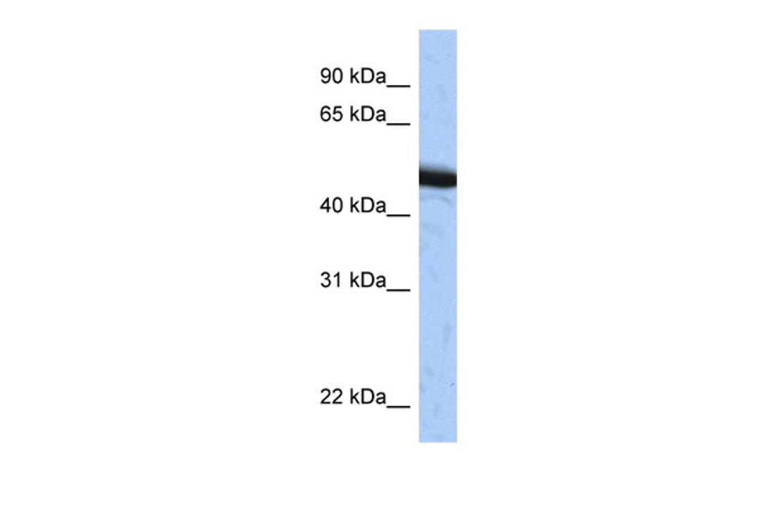 Antibody used in WB on Human HepG2 at 0.2-1 ug/ml.