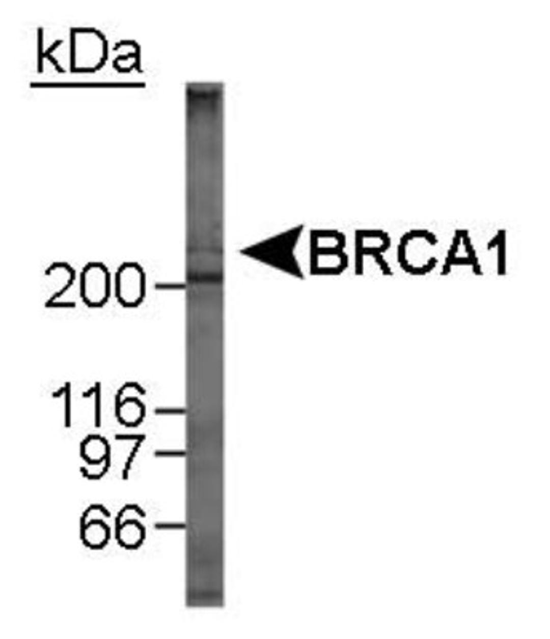 Western Blot: BRCA1 Antibody (MU) [NB100-600] - Detection of BRCA1 in MCF-7 whole cell lysate using NB100-600.  12 minute ECL exposure.