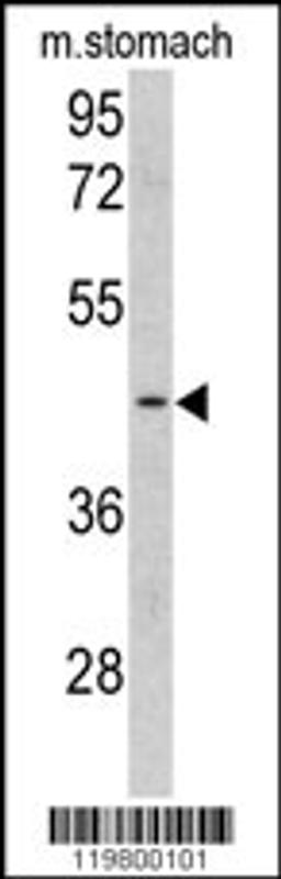 Western blot analysis of CLUAP1 antibody in mouse stomach tissue lysates (35ug/lane)