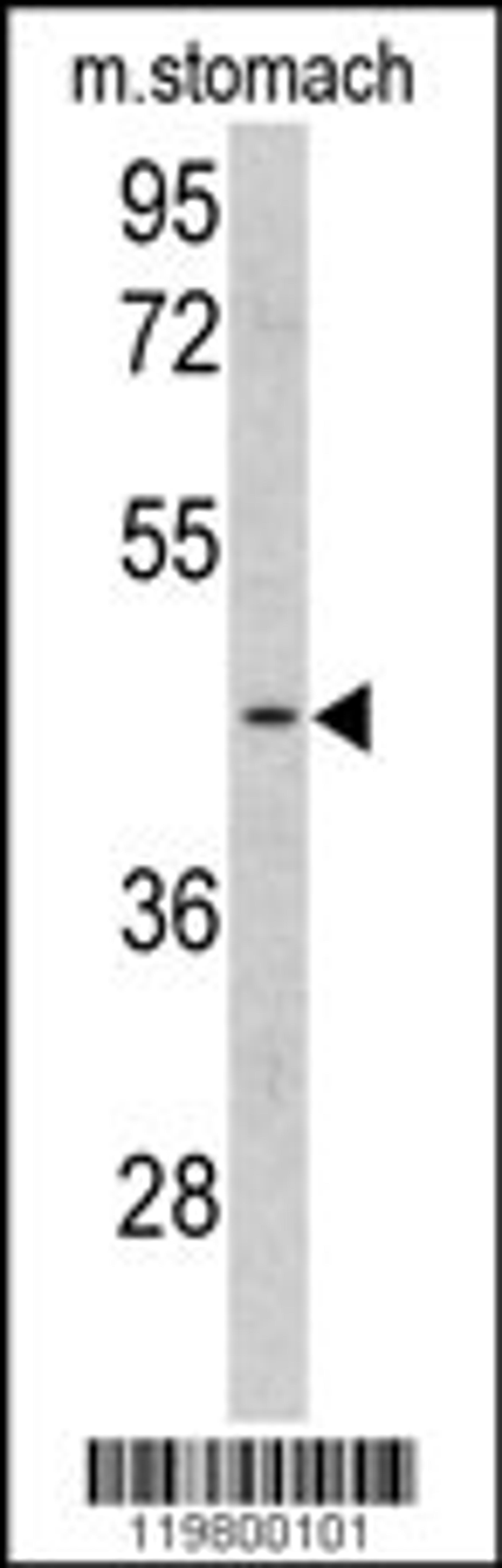 Western blot analysis of CLUAP1 antibody in mouse stomach tissue lysates (35ug/lane)