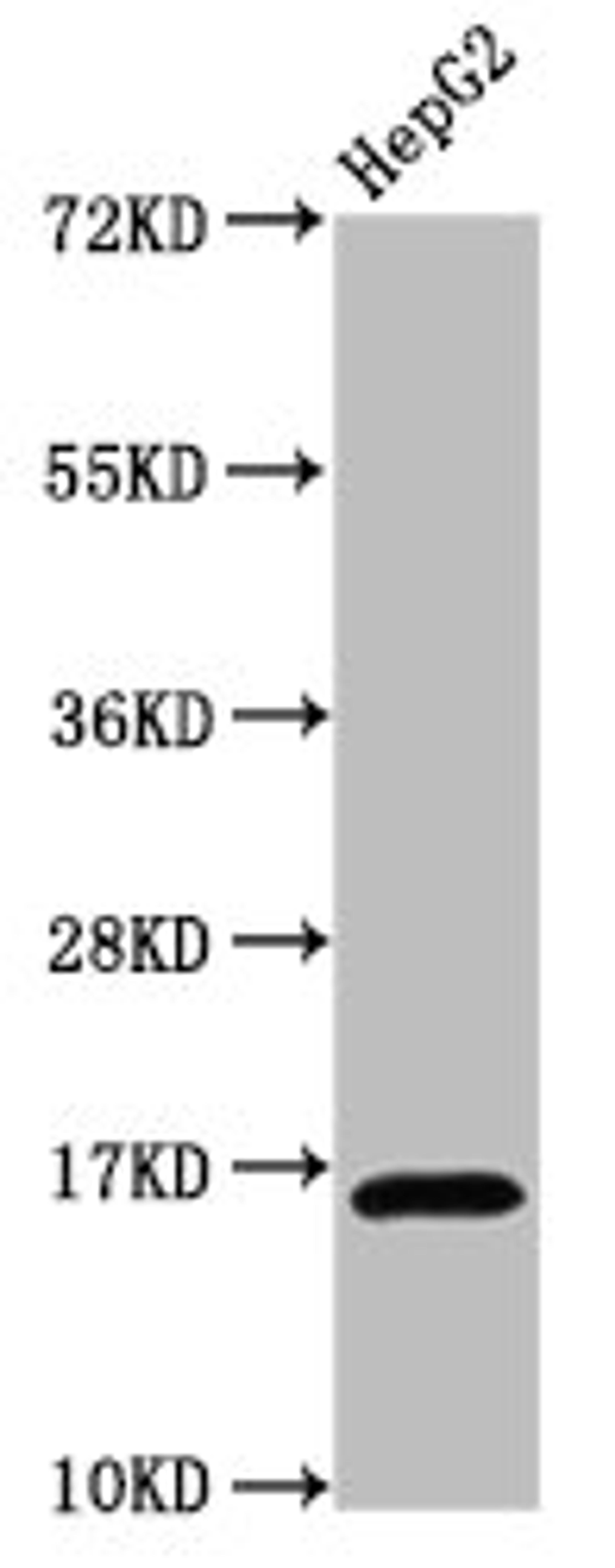 Western Blot. Positive WB detected in: HepG2 whole cell lysate. All lanes: HIST1H3A antibody at 0.94µg/ml. Secondary. Goat polyclonal to rabbit IgG at 1/50000 dilution. Predicted band size: 16 kDa. Observed band size: 16 kDa