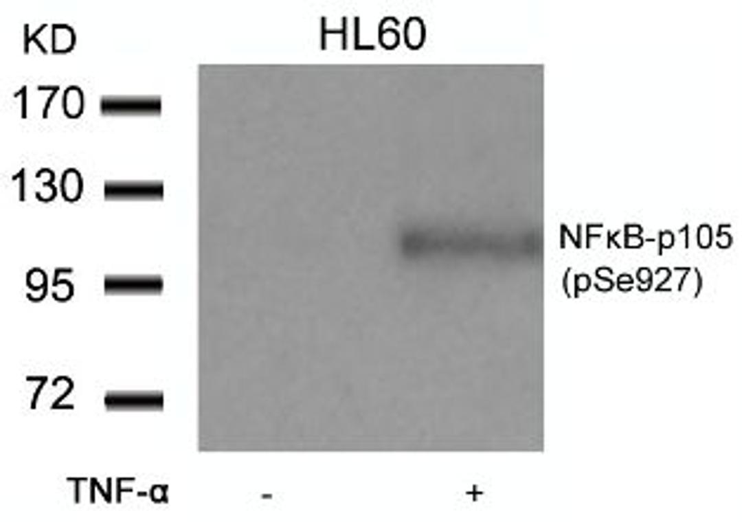 Western blot analysis of lysed extracts from HL60 cells untreated or treated with TNF-α using NFκB-p105/p50 (Phospho-Ser927).