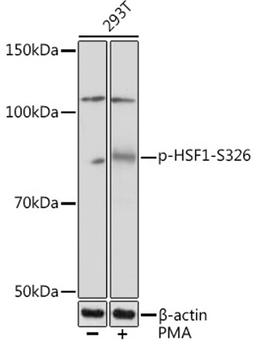 Western blot - Phospho-HSF1-S326 Rabbit mAb (AP1140)