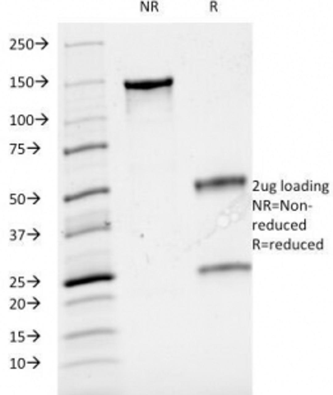 SDS-PAGE Analysis of Purified, BSA-Free CD3 Antibody (clone B-B12). Confirmation of Integrity and Purity of the Antibody.