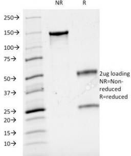 SDS-PAGE Analysis of Purified, BSA-Free CD3 Antibody (clone B-B12). Confirmation of Integrity and Purity of the Antibody.