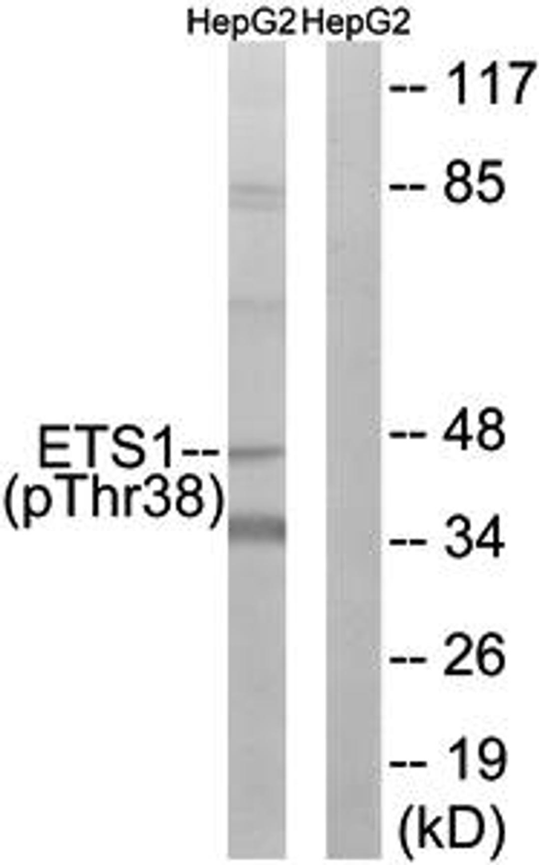 Western blot analysis of extracts from HepG2 cells using ETS1 (phospho-Thr38) antibody