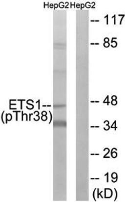 Western blot analysis of extracts from HepG2 cells using ETS1 (phospho-Thr38) antibody