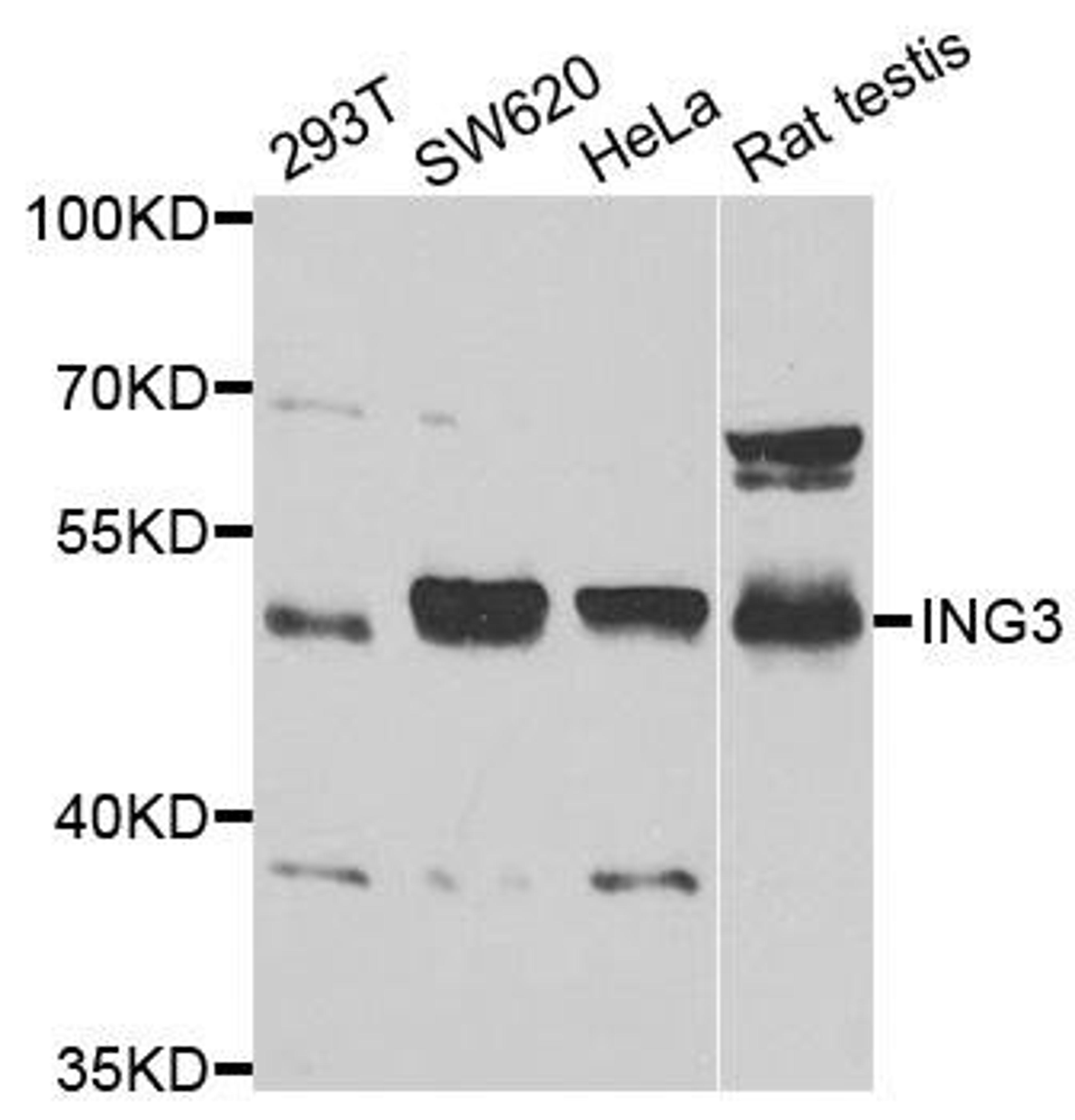 Western blot analysis of extracts of various cell lines using ING3 antibody