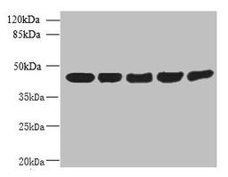 Western blot. All lanes: ACTRT3 antibody at 2.5ug/ml. Lane 1: MCF-7 whole cell lysate. Lane 2: HCT116 whole cell lysate. Lane 3: K562 whole cell lysate. Lane 4: 293T whole cell lysate. Lane 5: Hela whole cell lysate. Secondary. Goat polyclonal to rabbit IgG at 1/10000 dilution. Predicted band size: 42 kDa. Observed band size: 42 kDa.