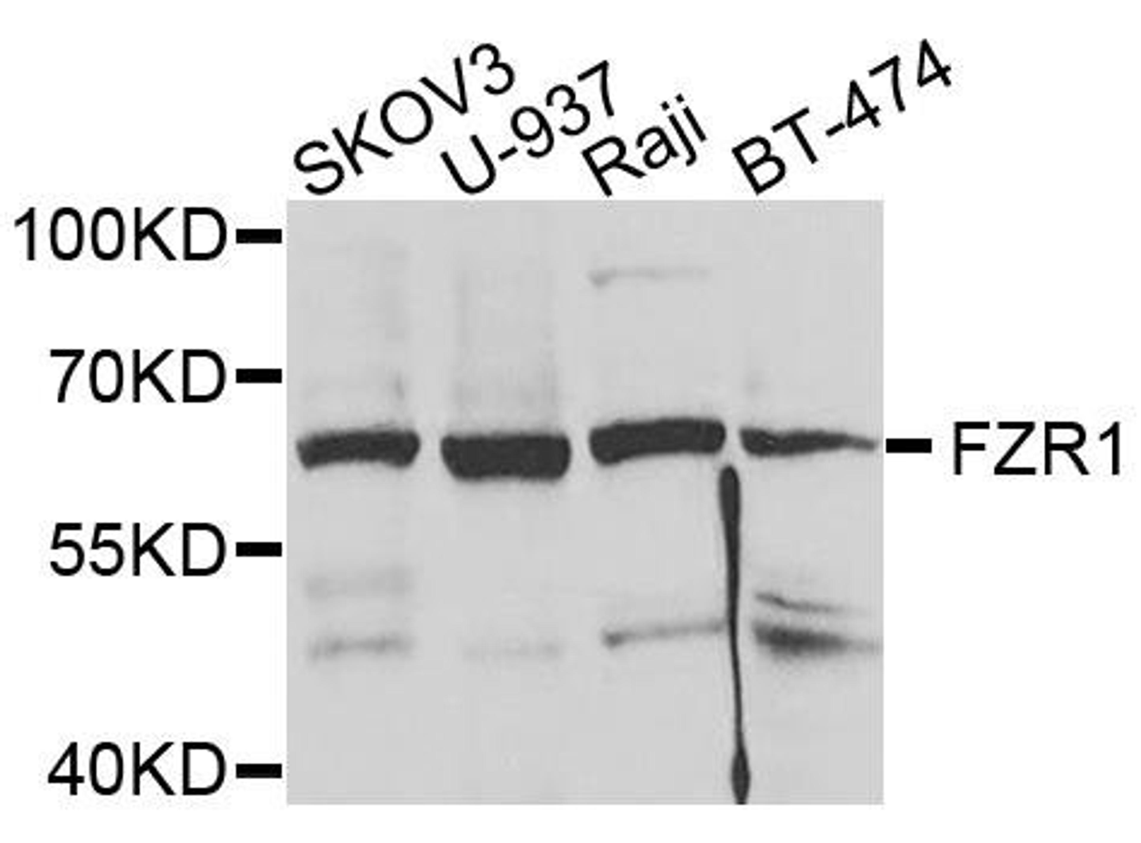 Western blot analysis of extracts of various cells using FZR1 antibody