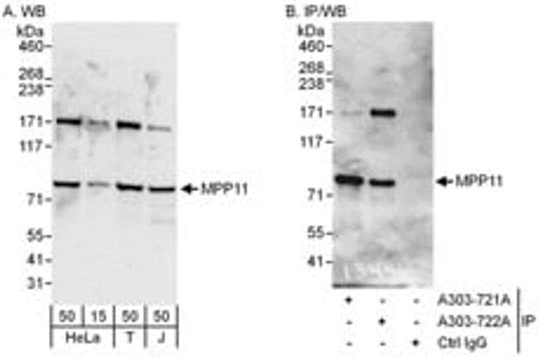 Detection of human MPP11 by western blot and immunoprecipitation.