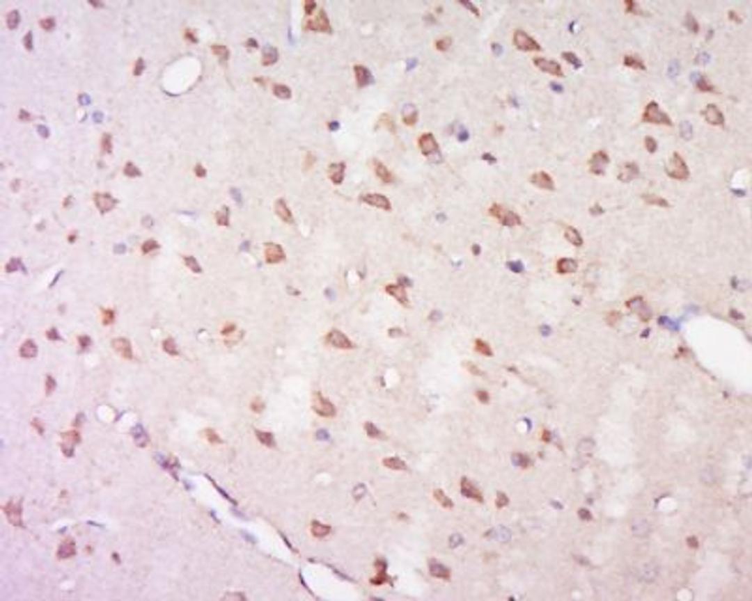 Immunohistochemical staining of rat brain tissue using GPR92 antibody.