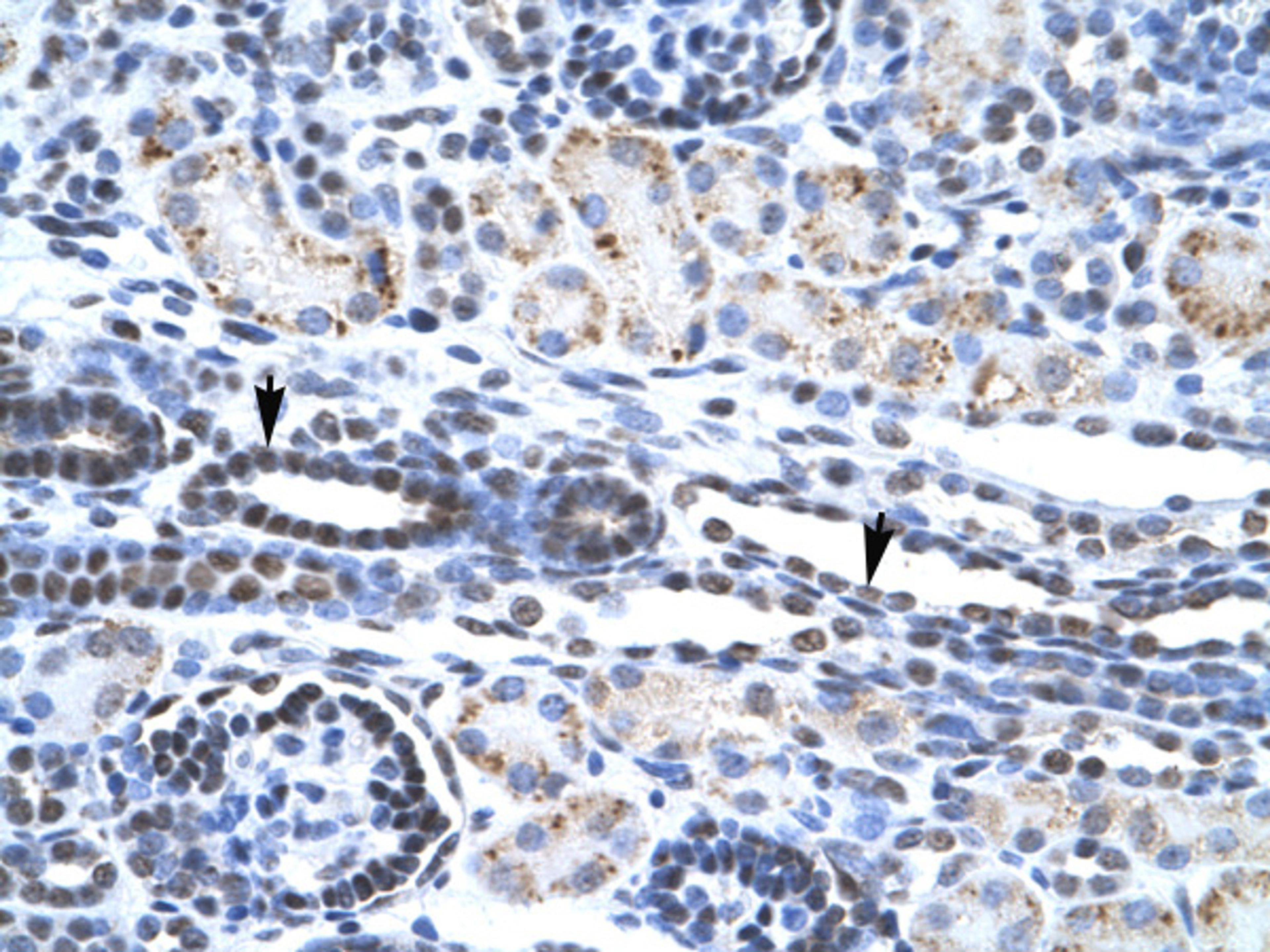 Antibody used in IHC on Human kidney.