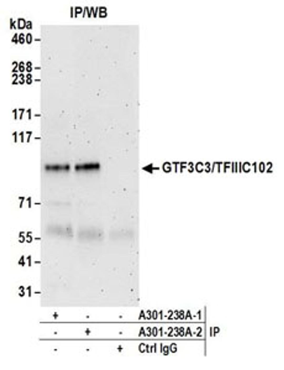 Detection of human GTF3C3/TFIIIC102 by western blot of immunoprecipitates.