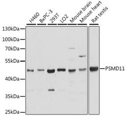 Western blot - PSMD11 antibody (A15306)