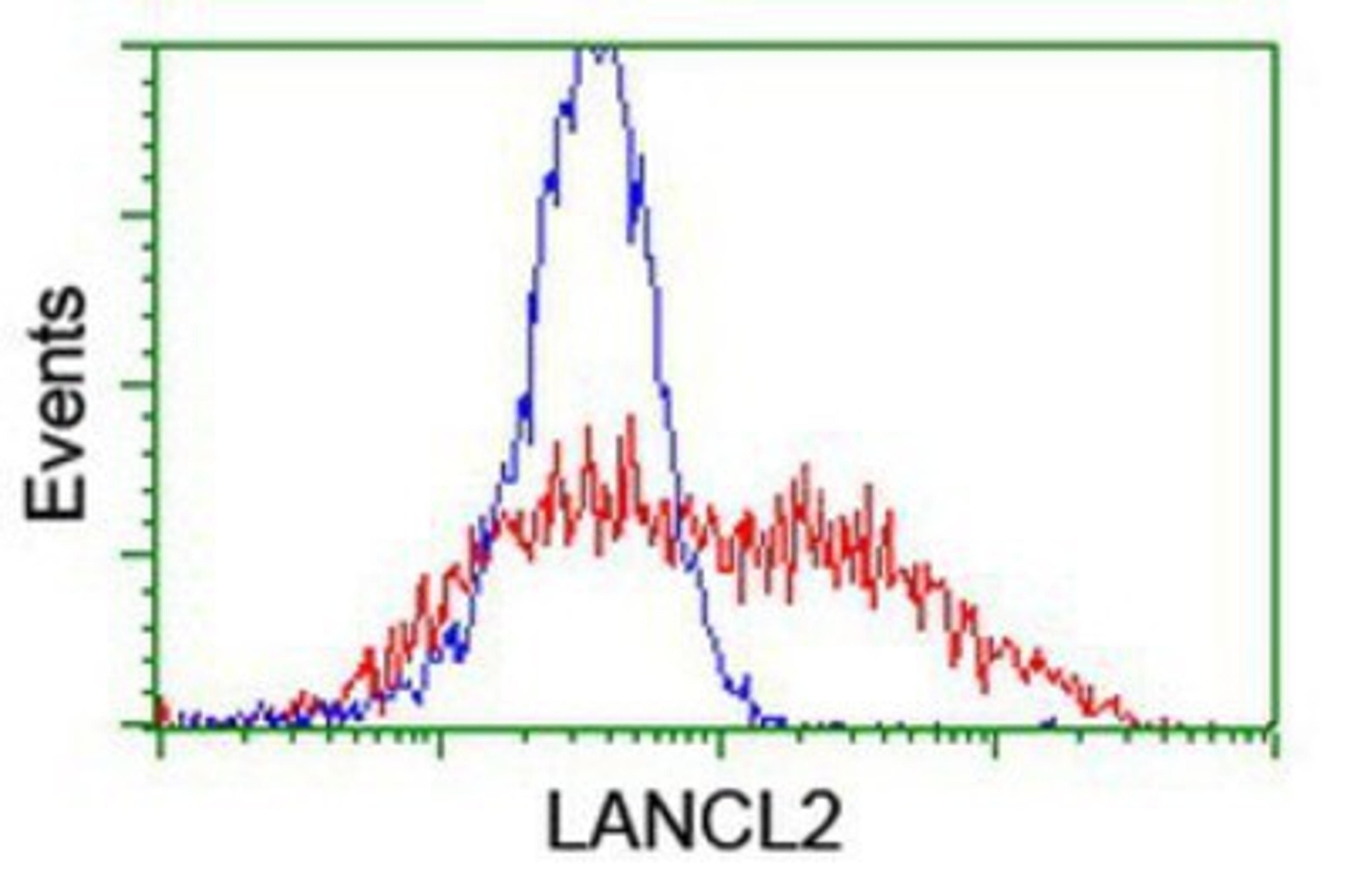 Flow Cytometry: LANCL2 Antibody (2A11) [NBP2-03893] - HEK293T cells transfected with either overexpression plasmid (Red) or empty vector control plasmid (Blue) were immunostained by anti-LANCL2 antibody, and then analyzed by flow cytometry.