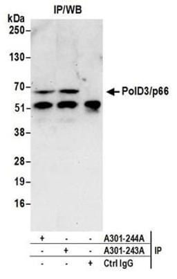 Detection of human PolD3/p66 by western blot of immunoprecipitates.