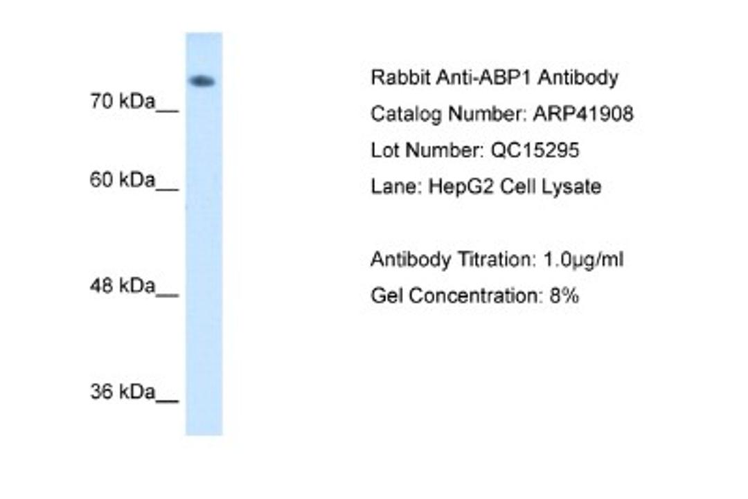 Western Blot: ABP1/AOC1 Antibody [NBP1-58006] - Antibody  Titration: 1 ug/ml Positive control: HepG2 cell lysate.