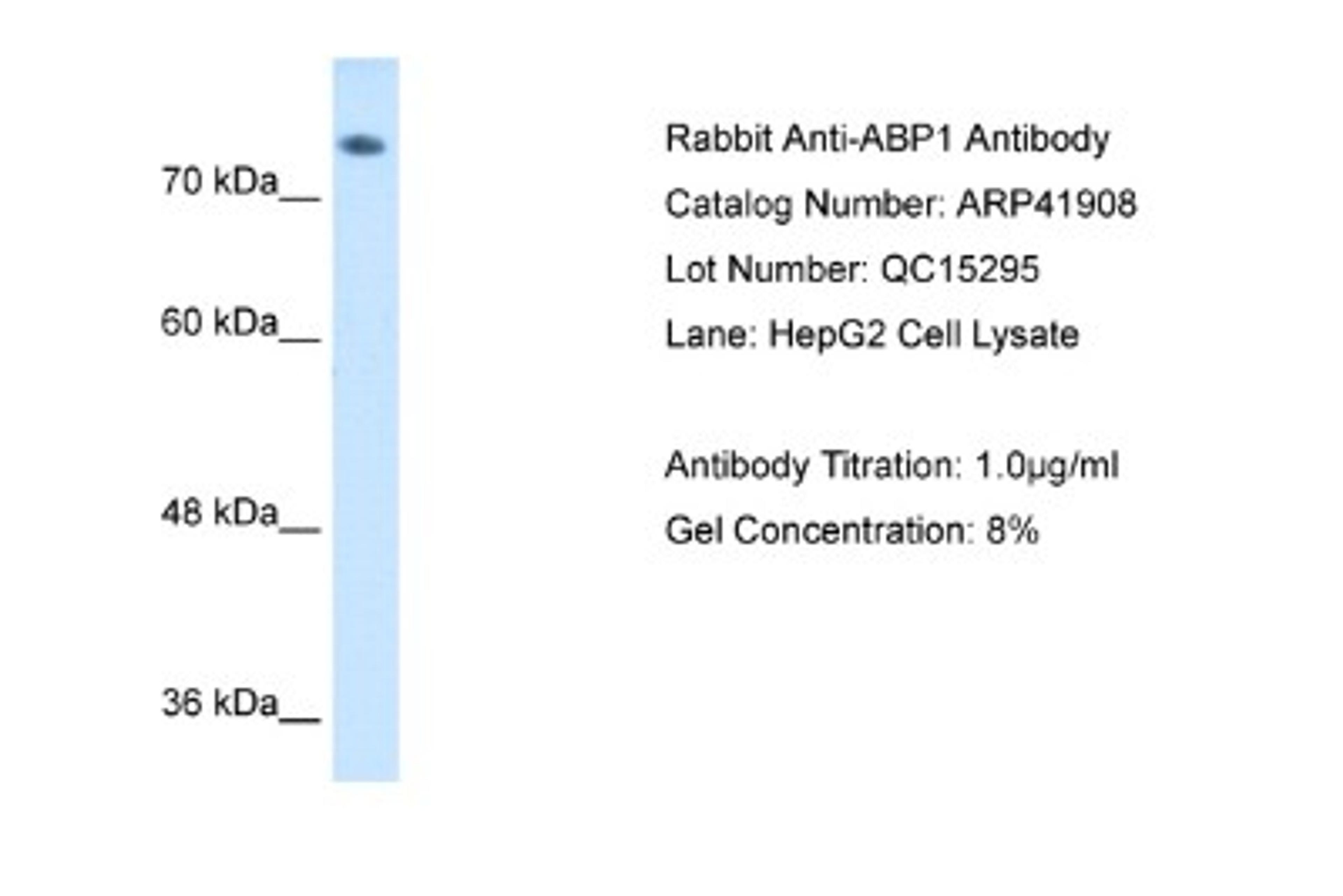 Western Blot: ABP1/AOC1 Antibody [NBP1-58006] - Antibody  Titration: 1 ug/ml Positive control: HepG2 cell lysate.