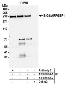 Detection of human BIG1/ARFGEF1 by western blot of immunoprecipitates.