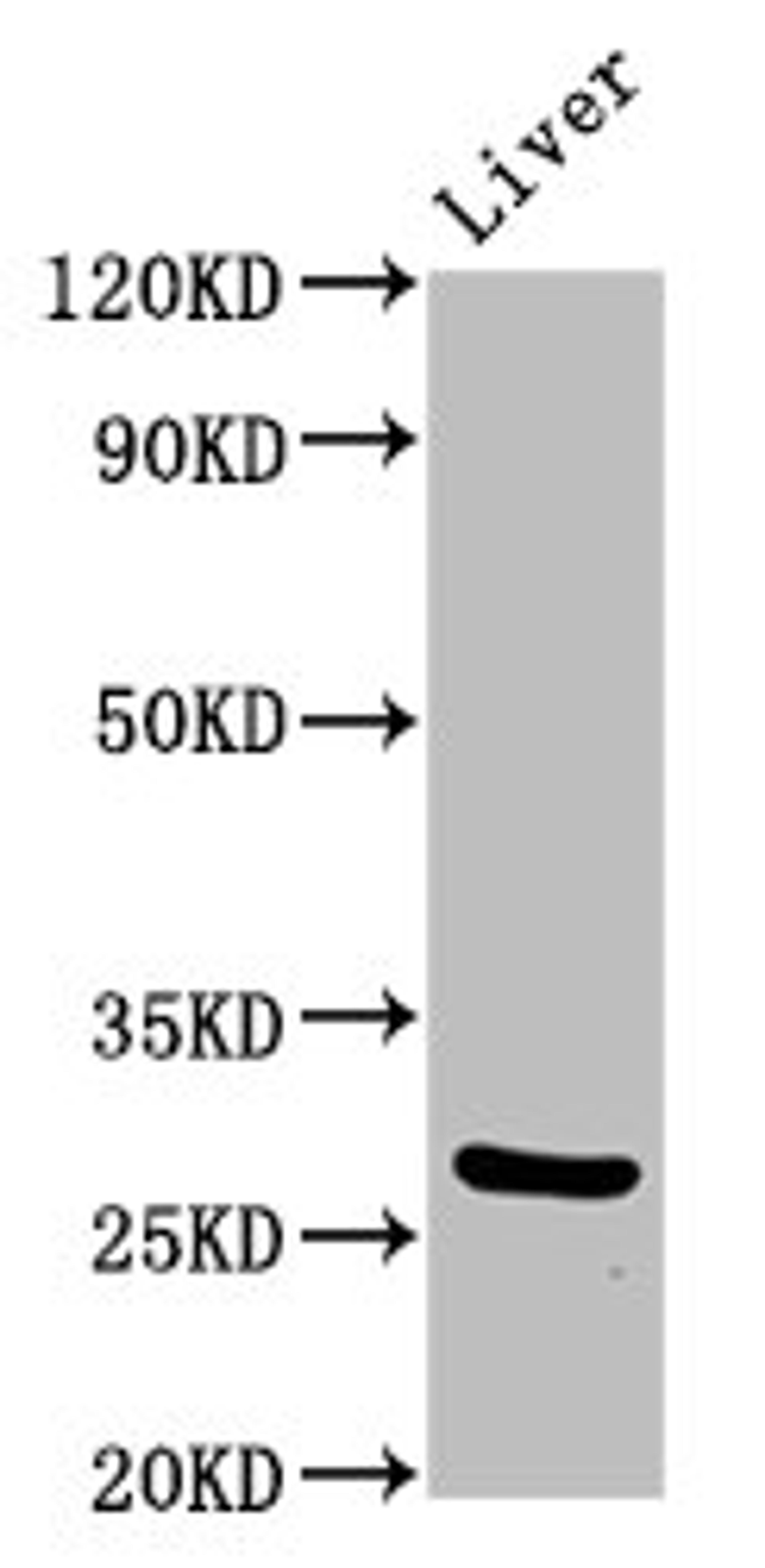 Western Blot. Positive WB detected in: Mouse liver tissue. All lanes: PIK3IP1 antibody at 7ug/ml. Secondary. Goat polyclonal to rabbit IgG at 1/50000 dilution. Predicted band size: 29, 26, 12, 19, 20 kDa. Observed band size: 29 kDa. 