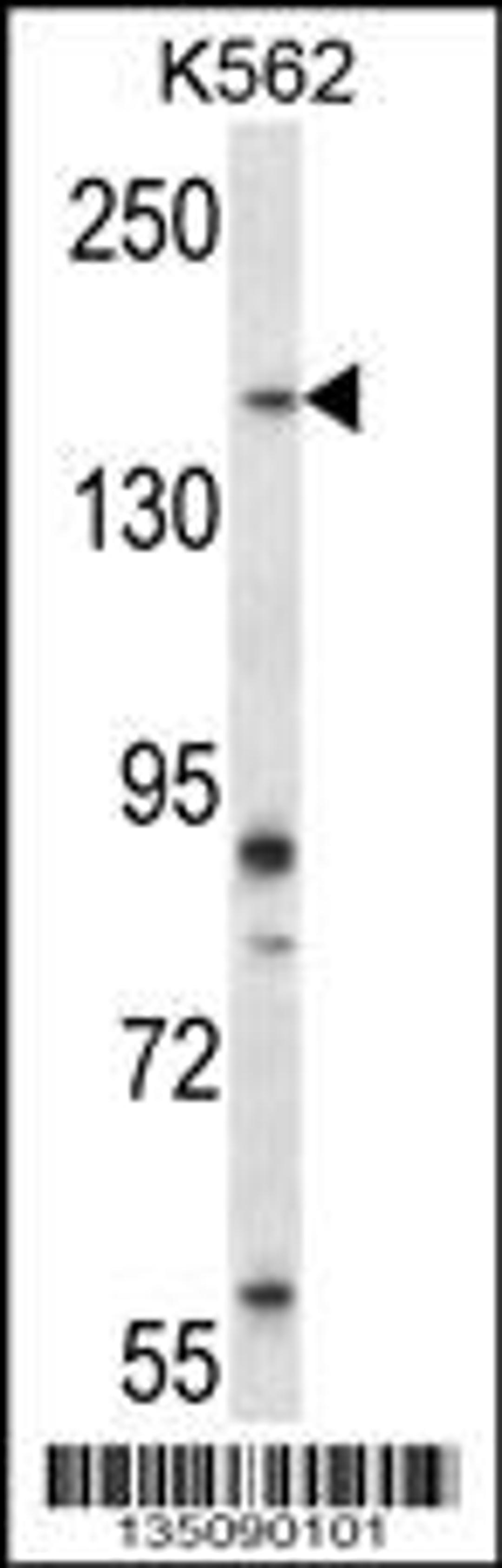 Western blot analysis in K562 cell line lysates (35ug/lane).