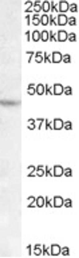 45-831 (1ug/ml) staining of DAUDI lysate (35ug protein in RIPA buffer). Primary incubation was 1 hour. Detected by chemiluminescence.