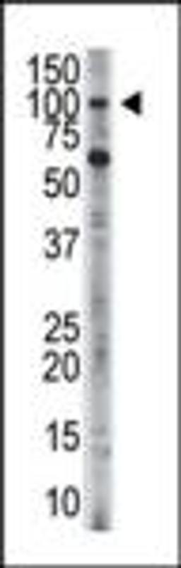 Antibody is used in Western blot to detect HK3 in HL-60 cell lysate.