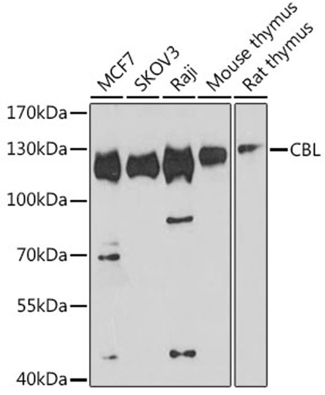 Western blot - CBL antibody (A0732)