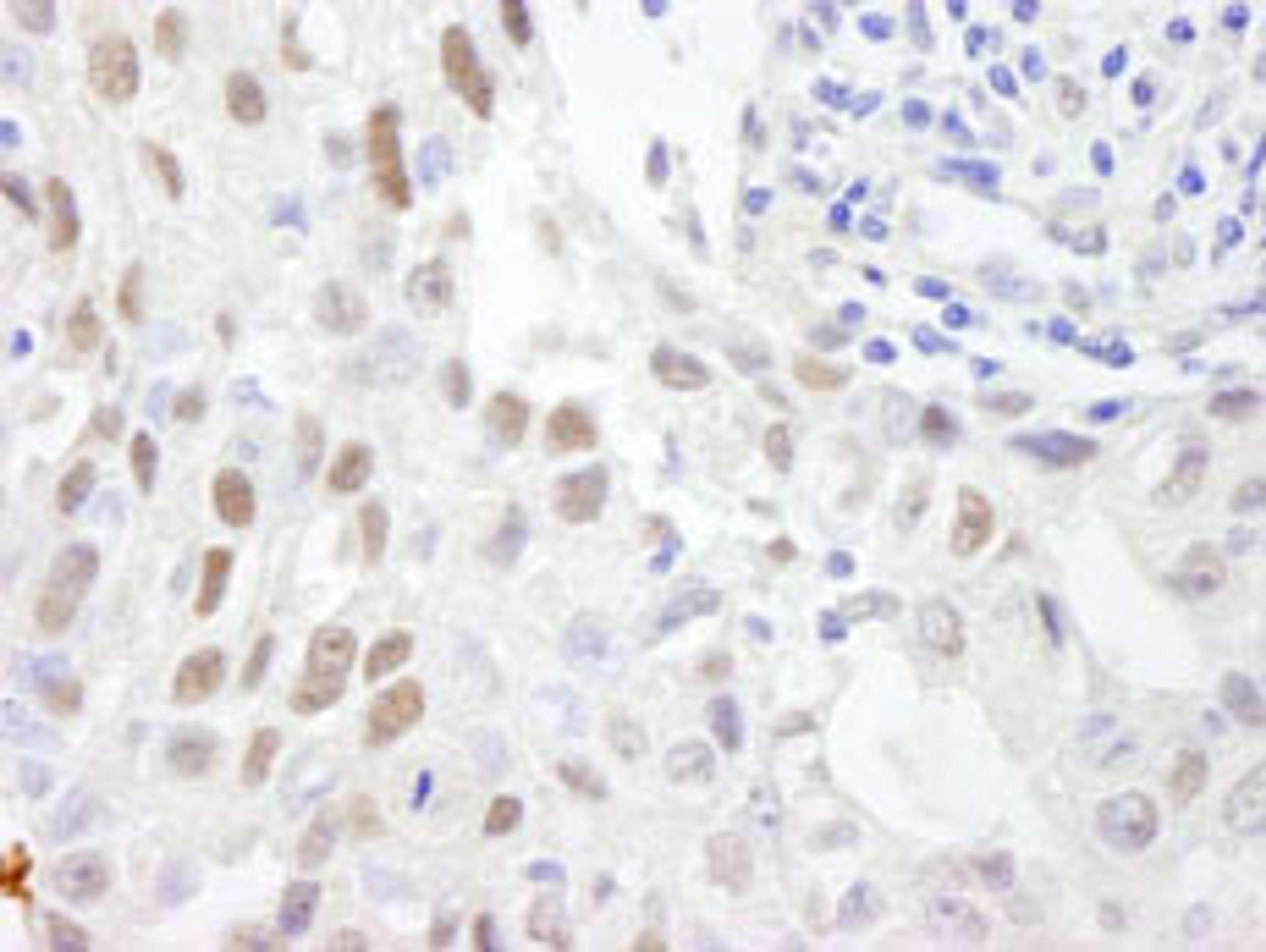 Detection of human ZHX3 by immunohistochemistry.