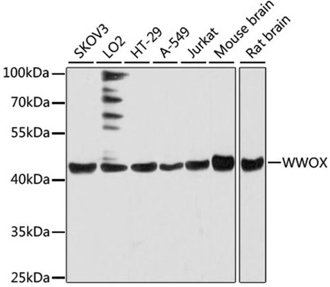 Western blot - WWOX antibody (A12653)