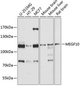 Western blot - MEGF10 antibody (A10508)