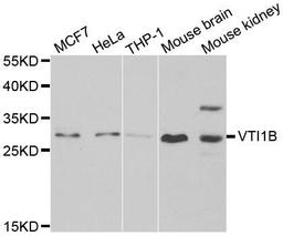 Western blot analysis of extracts of various cell lines using VTI1B antibody