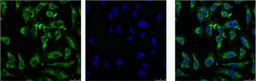 IF analysis of Hela with antibody (Left) and DAPI (Right) diluted at 1:100.