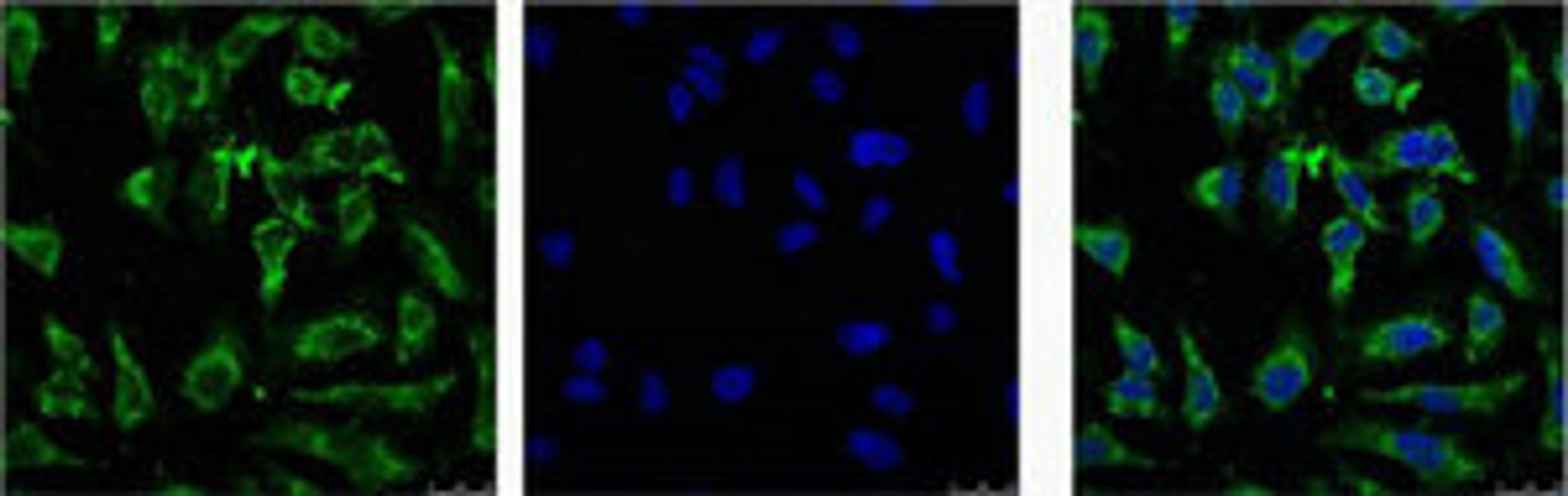 IF analysis of Hela with antibody (Left) and DAPI (Right) diluted at 1:100.
