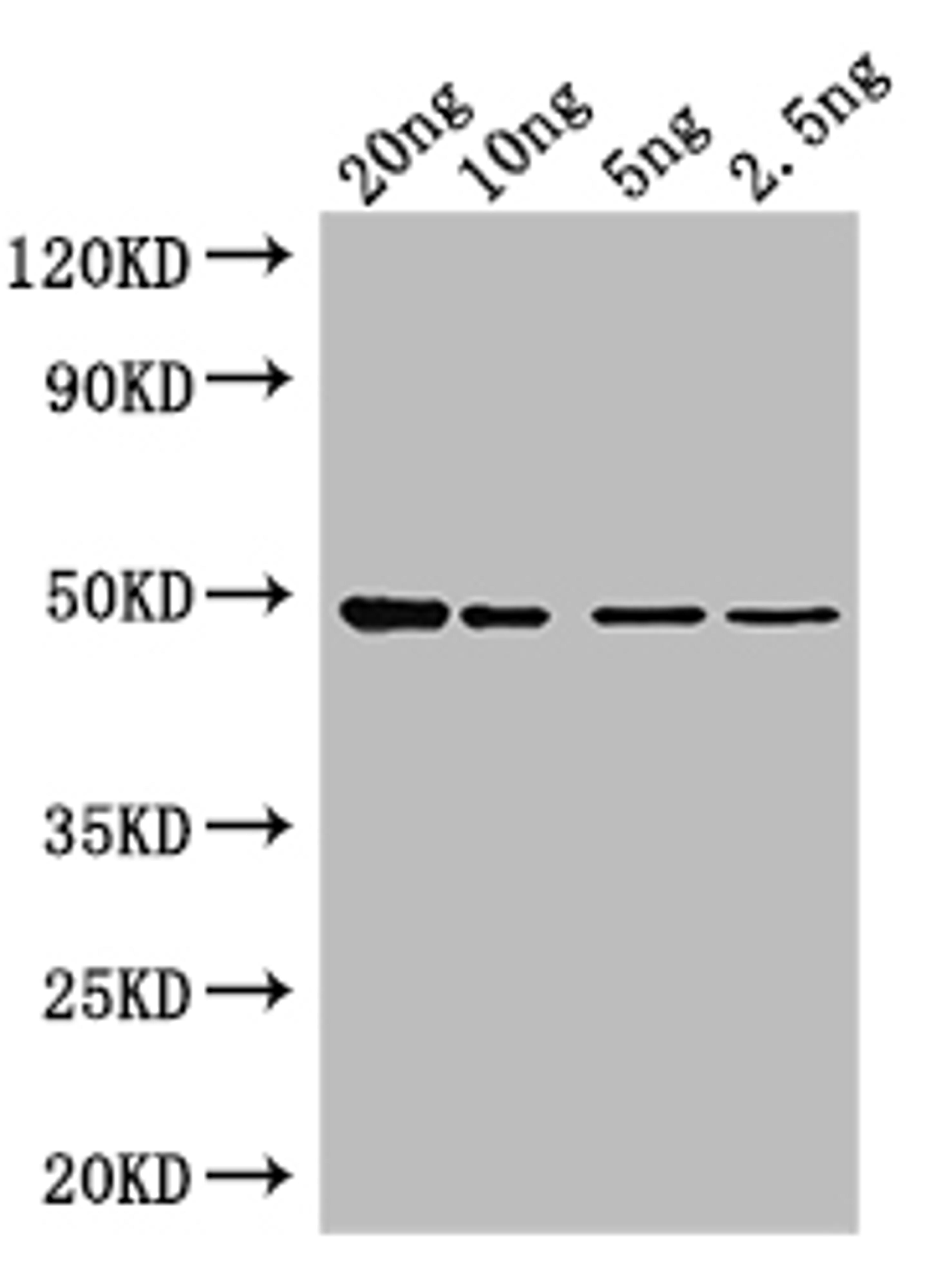 Western Blot. Positive WB detected in: recombinant protein. All lanes: Tet Antibody at 1:1000. Secondary. Goat polyclonal to rabbit IgG at 1/50000 dilution. Predicted band size: 47 kDa. Observed band size: 47 kDa. 