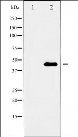 Western blot analysis of NIH/3T3 cells using GATA 5 antibody