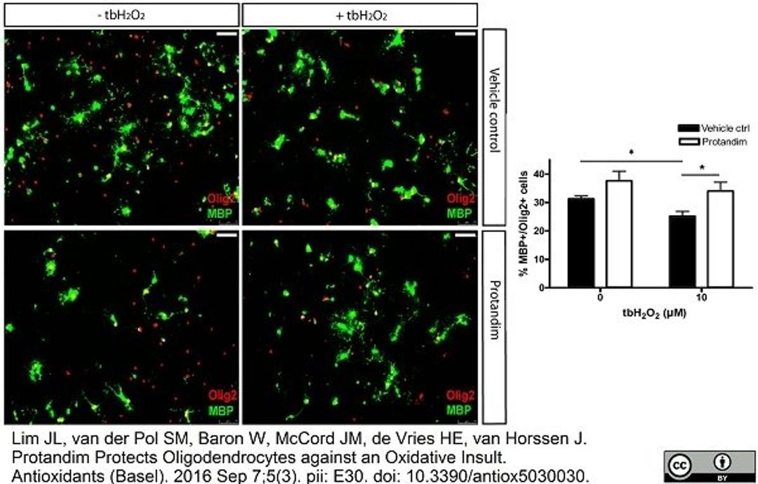 Rat anti MBP used to identify rat oligodendrocyte progenitors in vitro by immunofluorescence