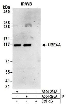 Detection of human UBE4A by western blot of immunoprecipitates.