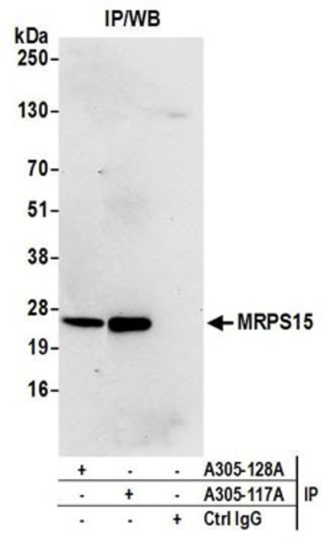 Detection of human MRPS15 by western blot of immunoprecipitates.