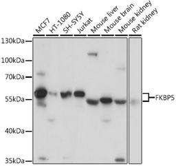 Western blot - FKBP5 antibody (A3863)