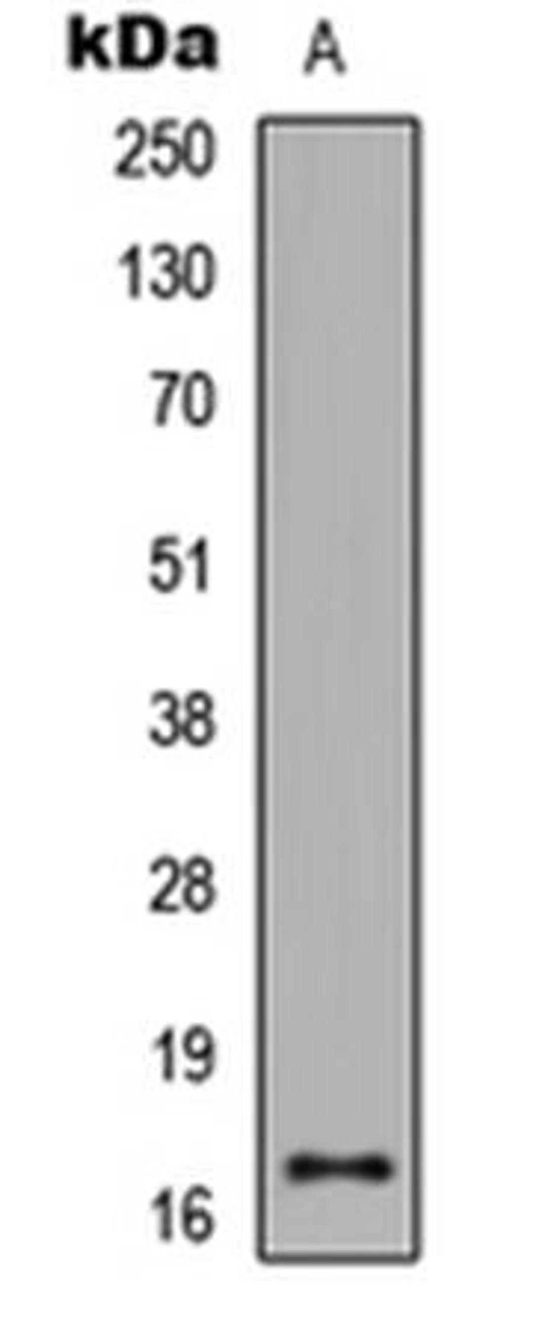 Western blot analysis of HeLa TSA-treated (Lane1) whole cell using Histone H3 (AcK27) antibody