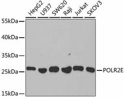 Western blot - POLR2E antibody (A1755)