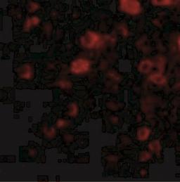 Immunocytochemistry/Immunofluorescence: VGF Antibody [NBP1-76906] - Immunofluorescence of VGF in Human Brain cells with VGF antibody at 20 ug/mL.