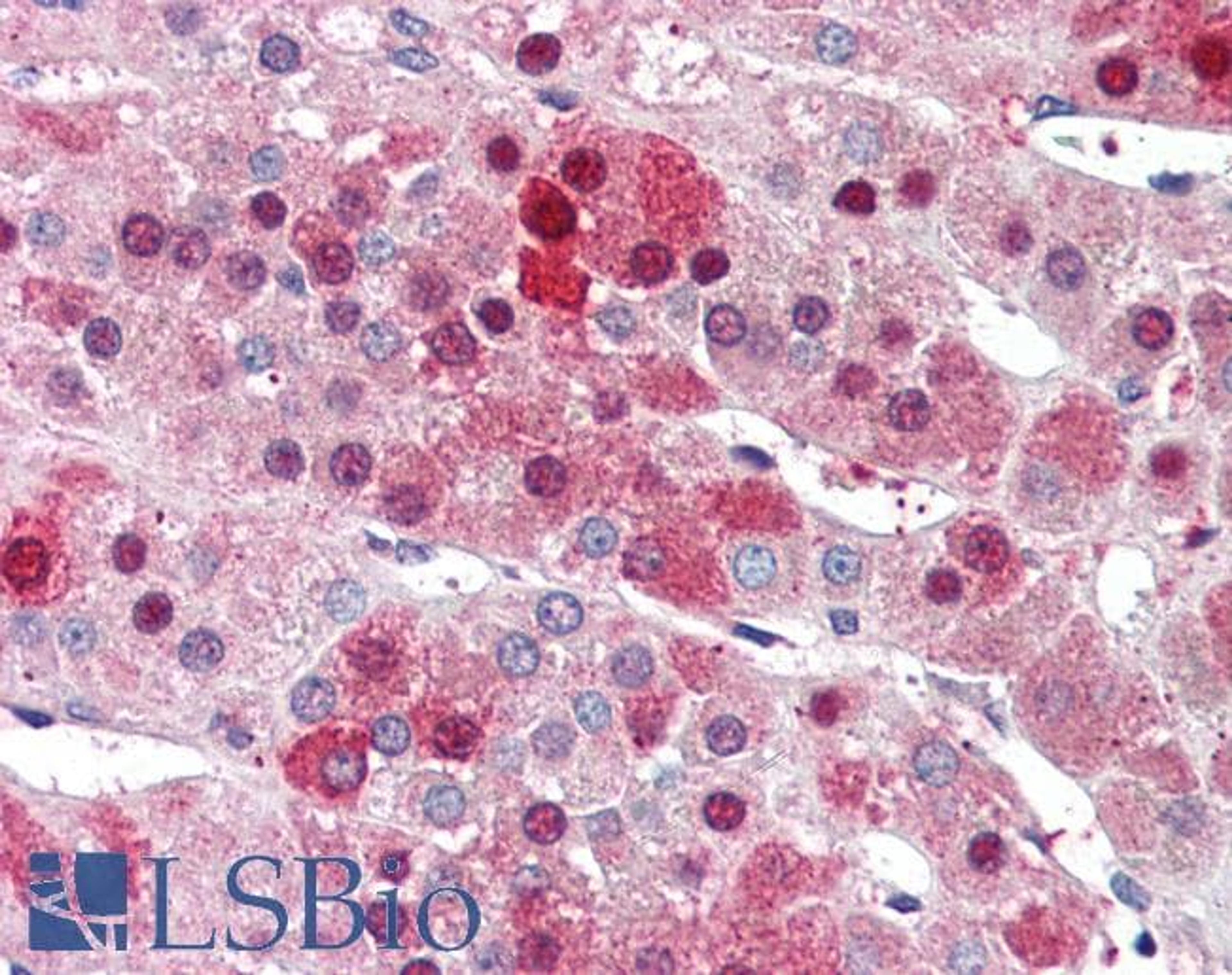 45-725 (5ug/ml) staining of paraffin embedded Human Adrenal Gland. Steamed antigen retrieval with citrate buffer pH 6, AP-staining.