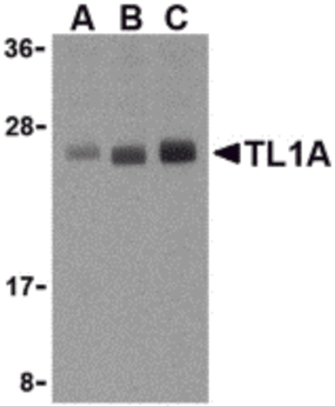 Western blot analysis of TL1A in PC-3 cell lysates with TL1A antibody at (A) 0.5, (B) 1, and (C) 2 μg/mL.