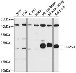 Western blot - PMVK antibody (A13865)