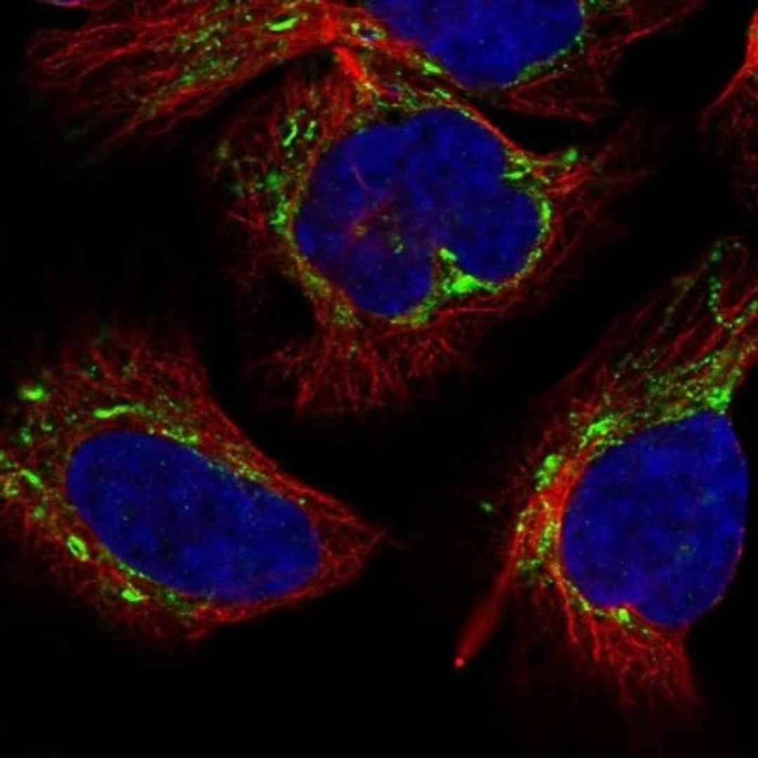 Immunocytochemistry/Immunofluorescence: ANAPC13 Antibody [NBP1-91664] - Staining of human cell line U-2 OS shows positivity in mitochondria.