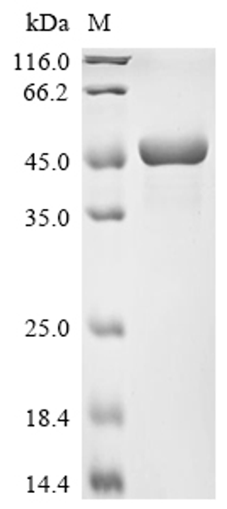(Tris-Glycine gel) Discontinuous SDS-PAGE (reduced) with 5% enrichment gel and 15% separation gel.