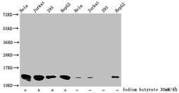 Western Blot. Detected samples: Hela whole cell lysate, Jurkat whole cell lysate, 293 whole cell lysate, HepG2 whole cell lysate; Untreated (-) or treated (+) with 30mM sodium butyrate for 4h. All lanes: HIST1H4A antibody at 1:2000. Secondary. Goat polyclonal to rabbit IgG at 1/40000 dilution. Predicted band size: 12 kDa. Observed band size: 12 kDa